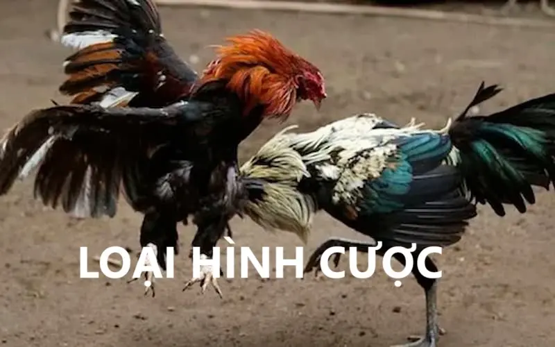 Loại hình cược trong đá gà 