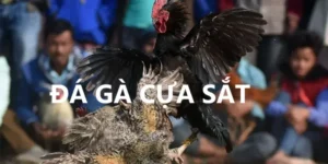 Đá gà cựa sắt