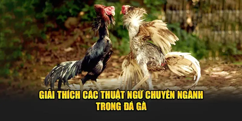 Giải thích các thuật ngữ chuyên ngành trong đá gà.