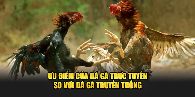 Ưu điểm của đá gà trực tuyến so với hình thức truyền thống.